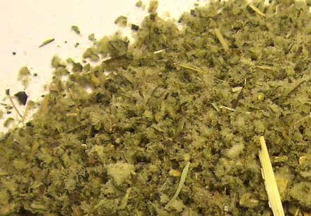 American Bulk Herbs Organic Mullein